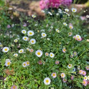 Meet your Posher, Goli